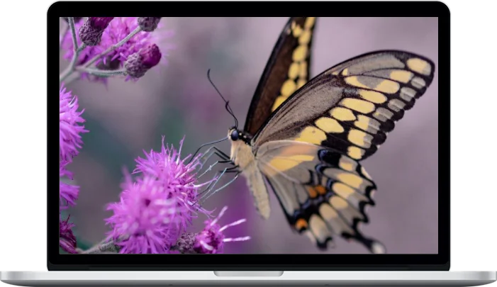 Dan Sheridan – Balanced Butterfly Deep Dive Dan Sheridan – Balanced Butterfly Deep Dive